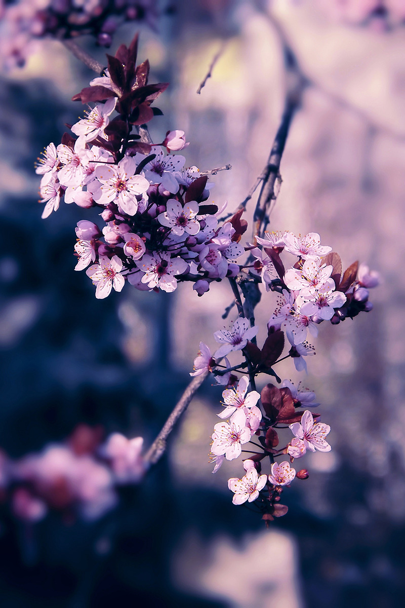 Ponderation — banshy: Spring by Constantin Simionica