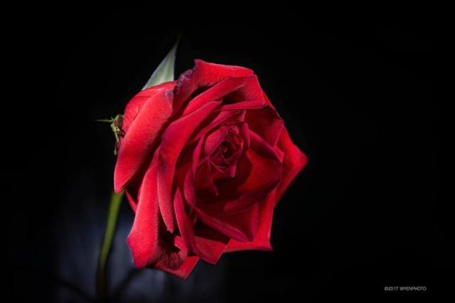 Wyenphoto.com — Even this ugly beast of a dying rose still holds...