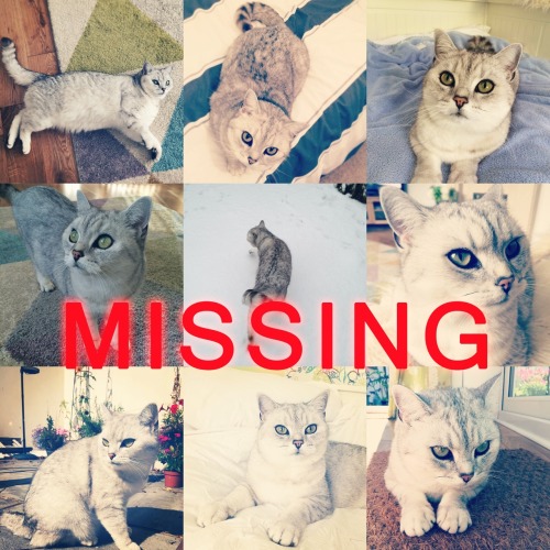 Unfortunately, as of Friday Izzy has been missing. We continue...