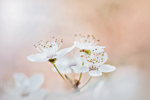 superbnature:Subtle Spring by JackyParker