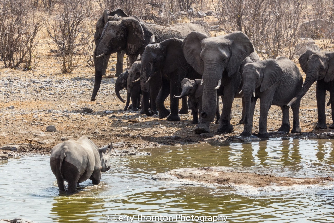 Rhino vs Elephants in Namibia - (belated) Observation of the Week,  6/13/2019 · iNaturalist