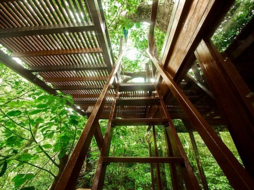 utwo:Treeful Treehouse EcoResortOkinawa© treeful.treehouse