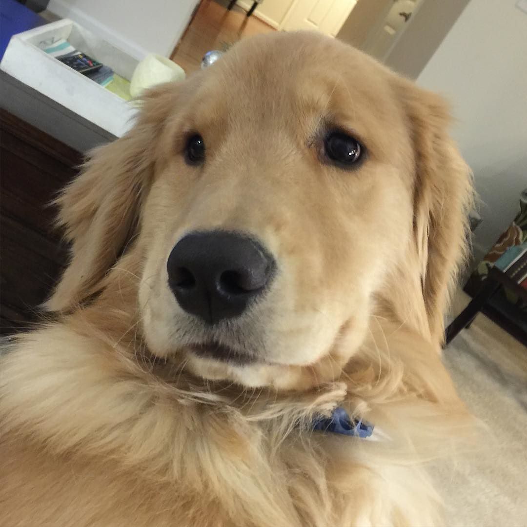 Golden Retriever Love, Follow Appa on Instagram: http://ift.tt/1Z7thGp