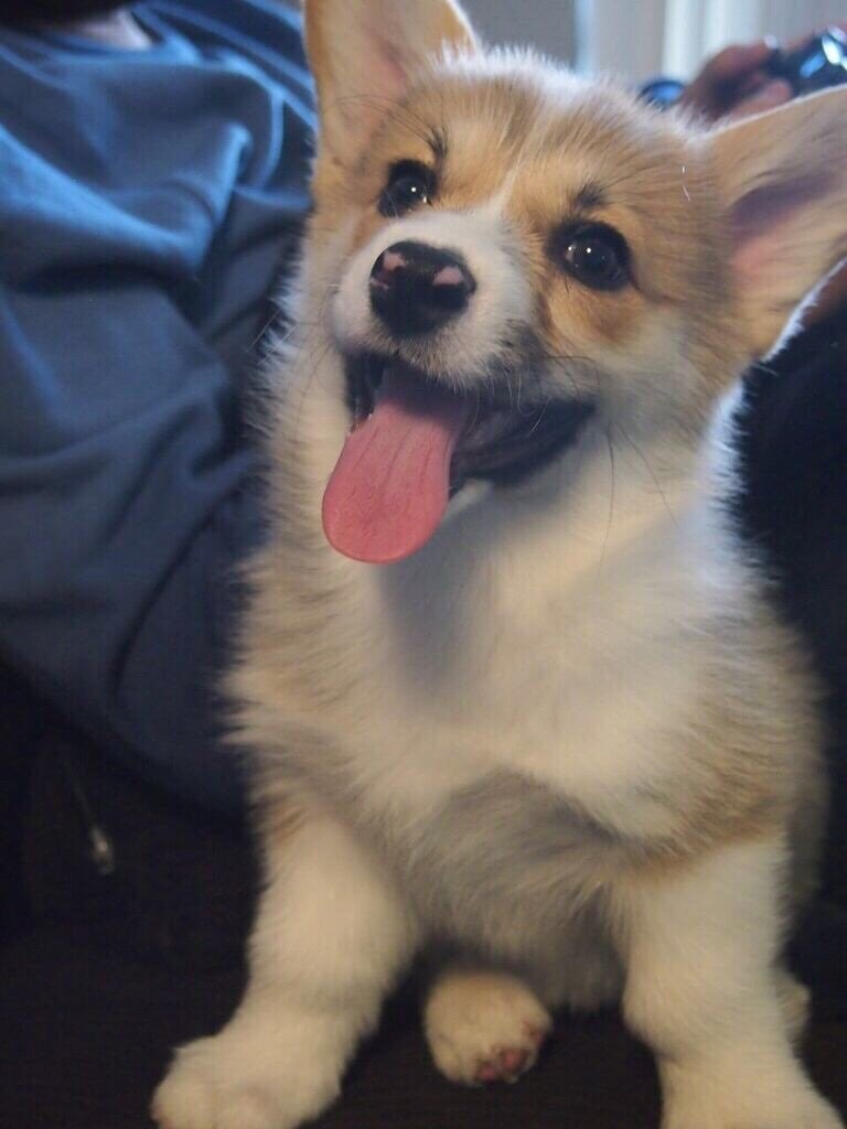 World of Corgi — Happy floof of the day 😊