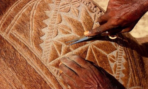 surbeat:Eid Mubarak: The art of camel barbering in Pakistan.