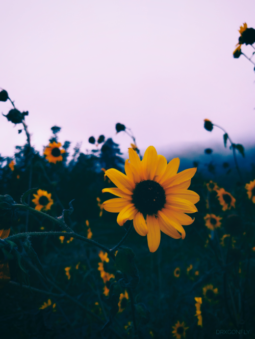aesthetic pics — another sunflower aesthetic for y'all