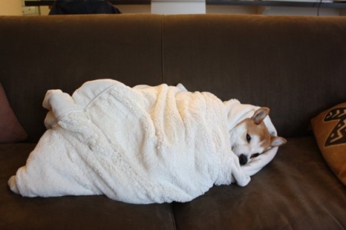 kyojin-senpai:Tucking your dog in at night like