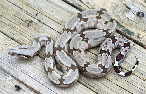 crispysnakes:Unnamed - South Brazil locale (Boa c. amarali)