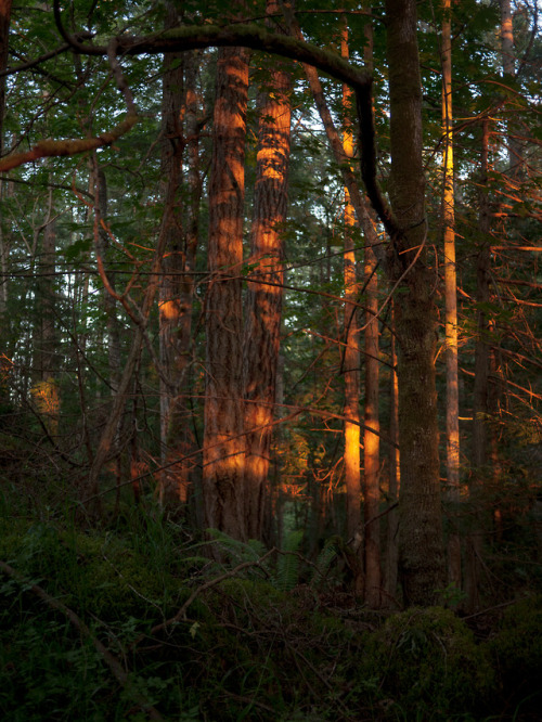 jessebalmer:Pender Island, BC