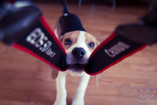 Beagle vs. Canonphotograph by Horst Bursik :: via hors-t