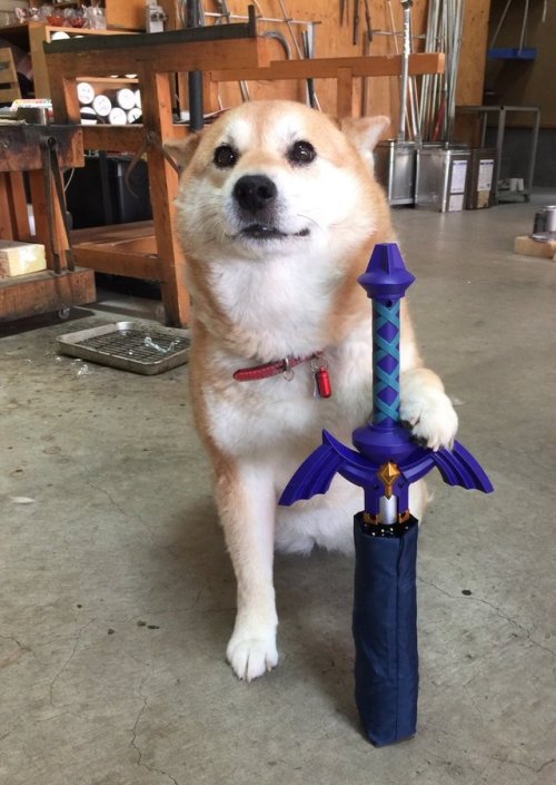 shiba shiba inu red sheeb hero