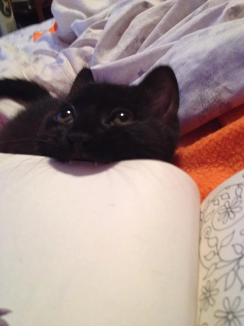 awwpics-org