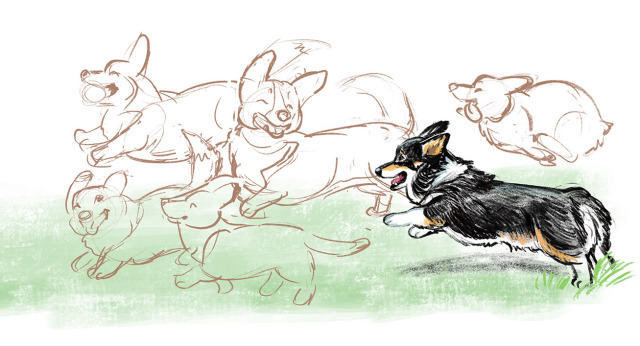 Me: I’ll draw a little corgi wrap around mug design with Halley on it and ask my corgi group FB friends if any of them would...