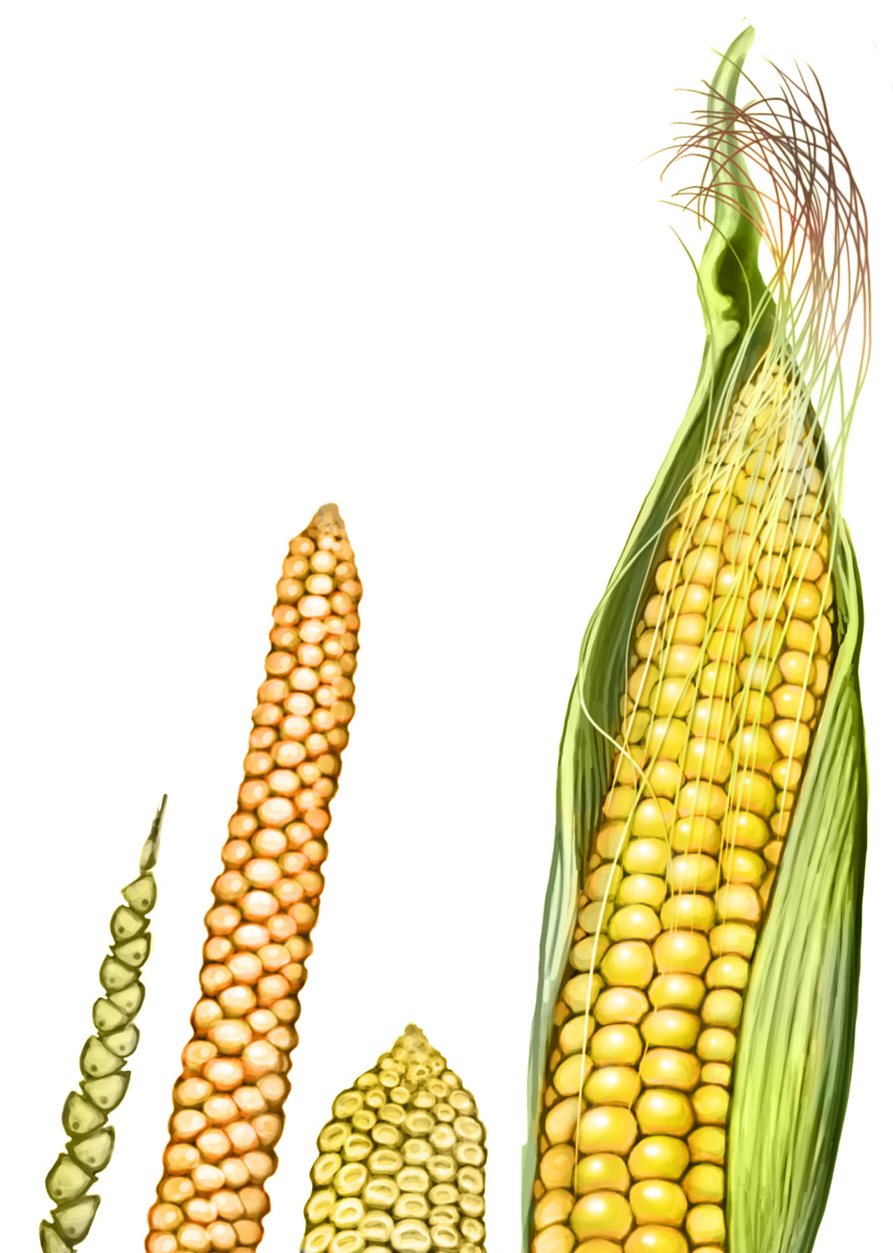 Todays Botany Lesson Corn Sex A Kernel Of Corn 0970