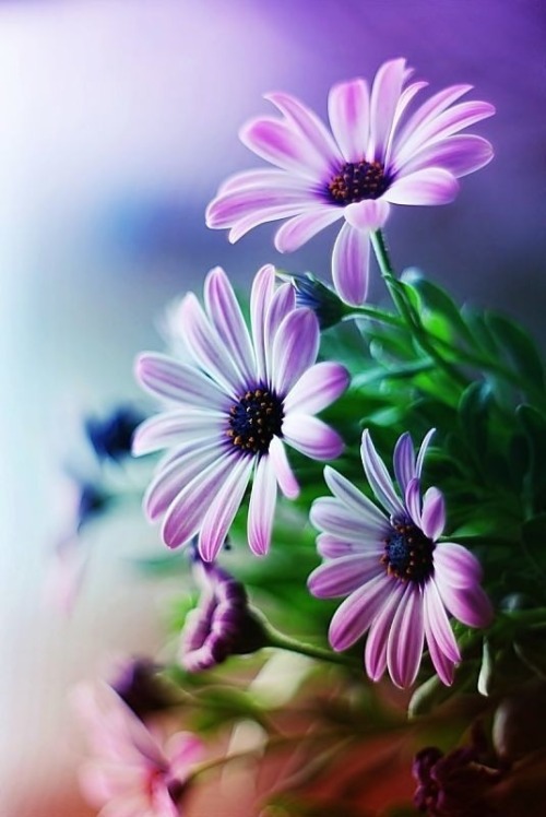 purple flower on Tumblr