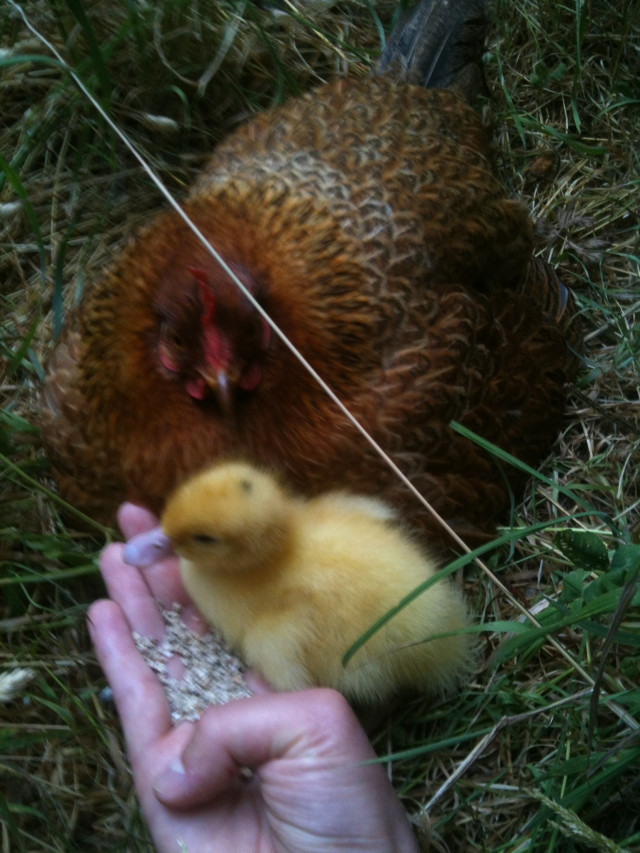 Cats, Beavers & Ducks