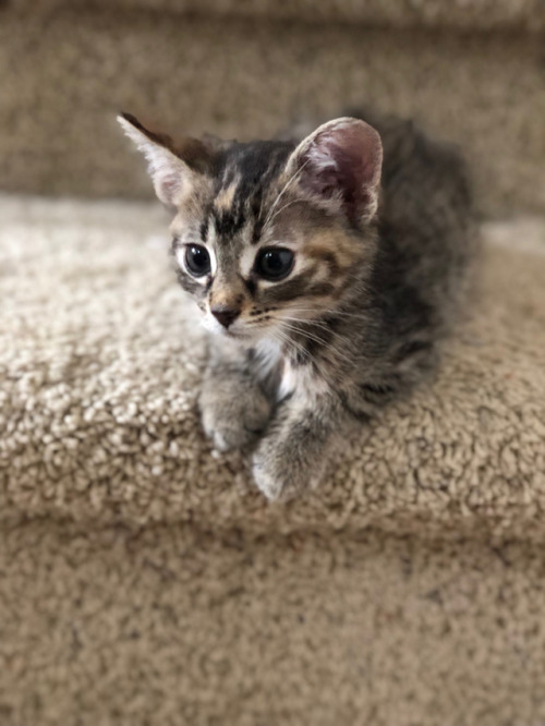 cutepetsaww