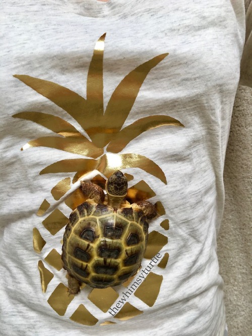 Mom’s shirt has a shiny gold pineapple on it.  How dare that...