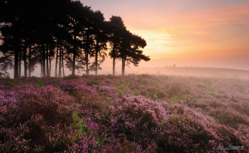 travelbinge:te5seract:Misty Woodland Sunrise, Misty New...