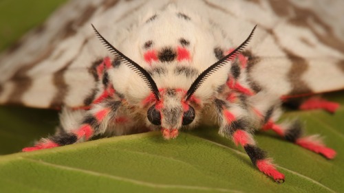 sinobug