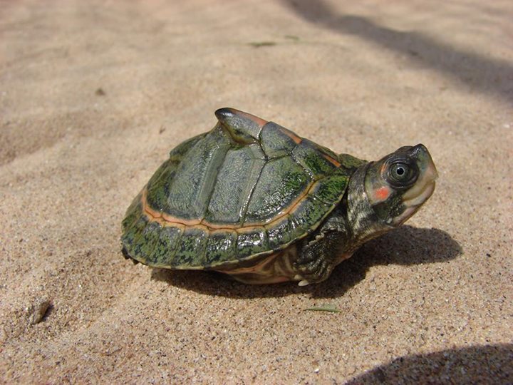 Reptile Facts - rhamphotheca: TSA Turtle Tuesday: Indian Tent...