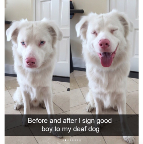 babyanimalgifs:These cute dog snapchats will make your day