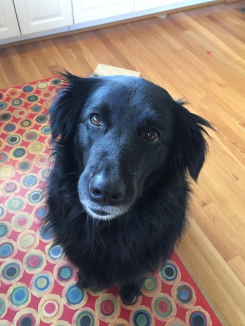 Shes A Border Collie Golden Retriever Mix Tumblr