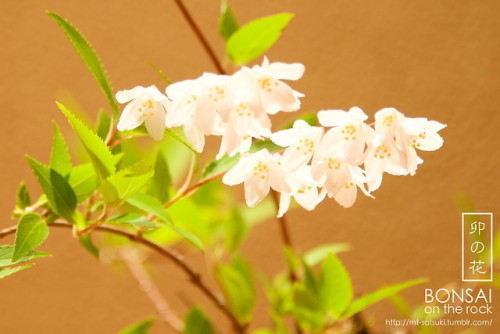 「卯の花」空木（ウツギ）の盆栽“UNOHANA”UTSUGI, Deutzia bonsai2018.5.3 撮影bonsai...