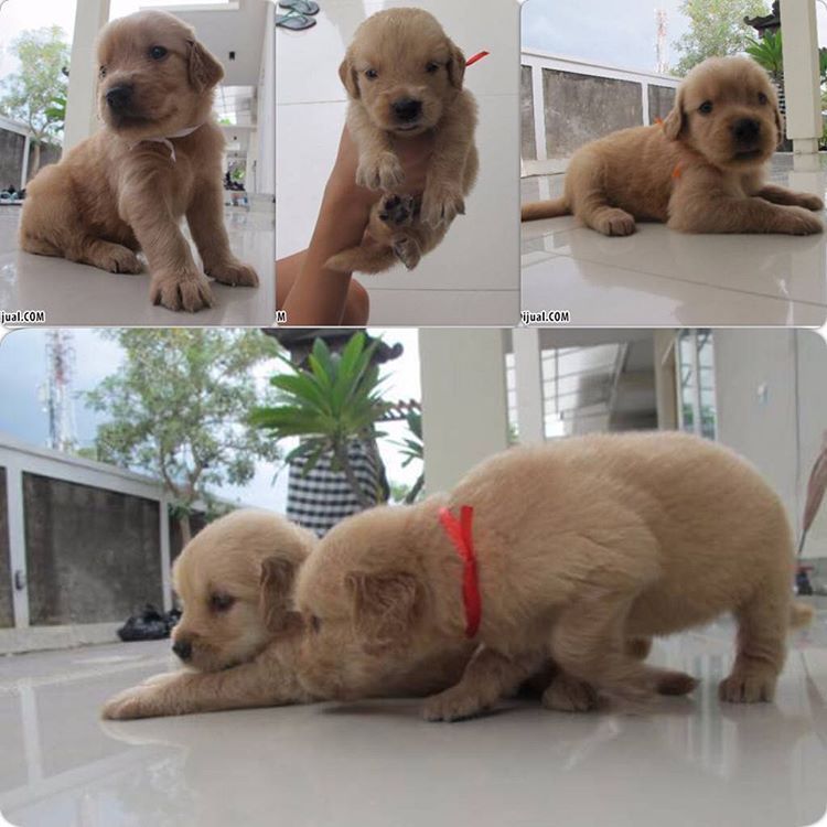 45+ Harga anak anjing golden retriever release