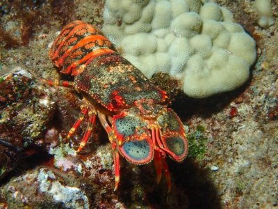 regal slipper lobster