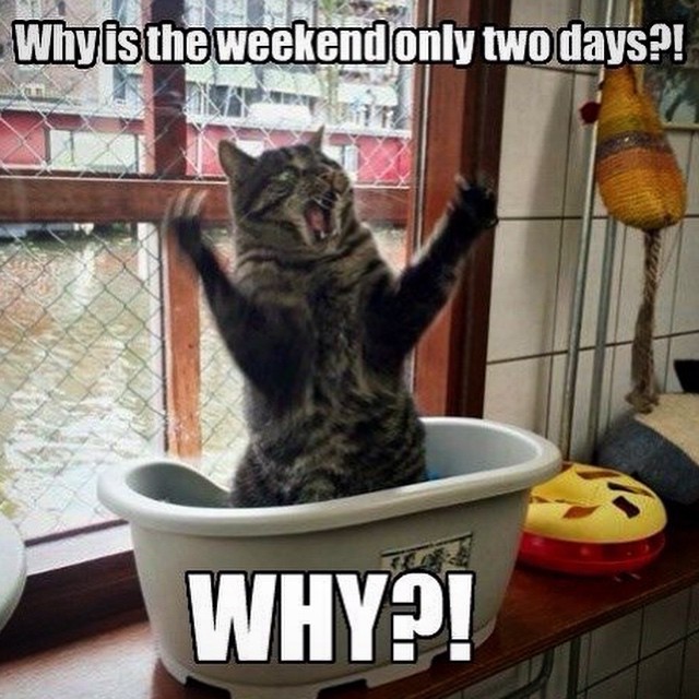 Image result for caturday quotes