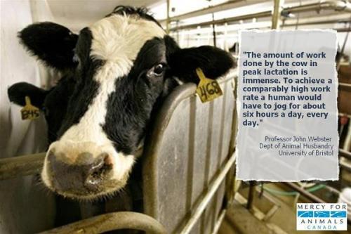 ditchdairy00:The decision to replace dairy products which are...