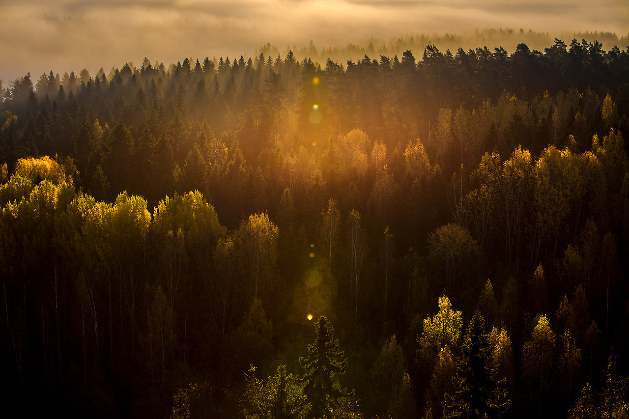 Ночной лес с жёлтым фильтром