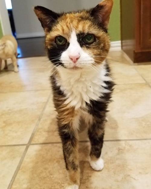 awsomecutecats