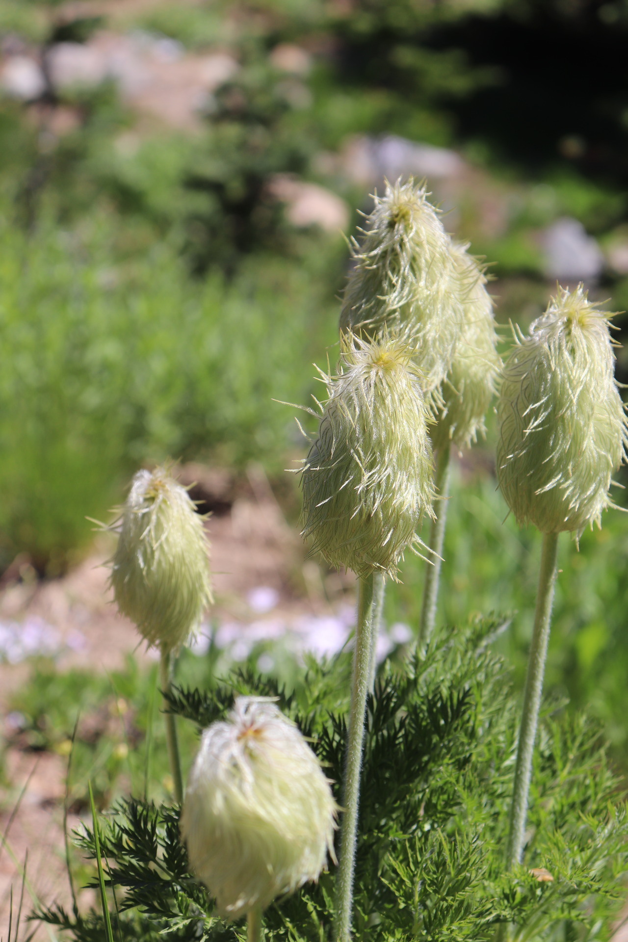 A picture of flowers at Mount Rainier National Park that looks like truffula trees