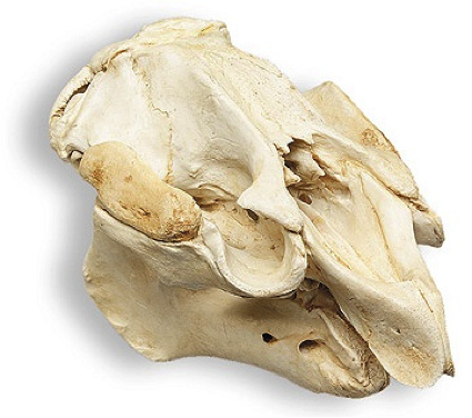 trynottodrown:Skulls of Marine Mammals (L to R)Bottlenose...