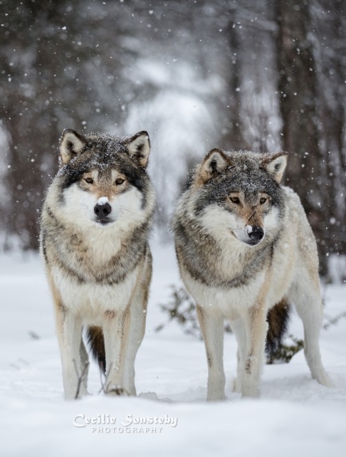 The Wolf Brothers by Â© Cecilie SÃ¸nsteby