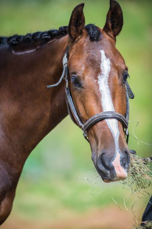 scarlettjane22:Watson Equine Photography