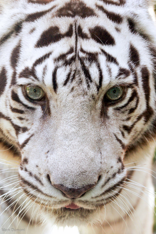 white tiger on Tumblr