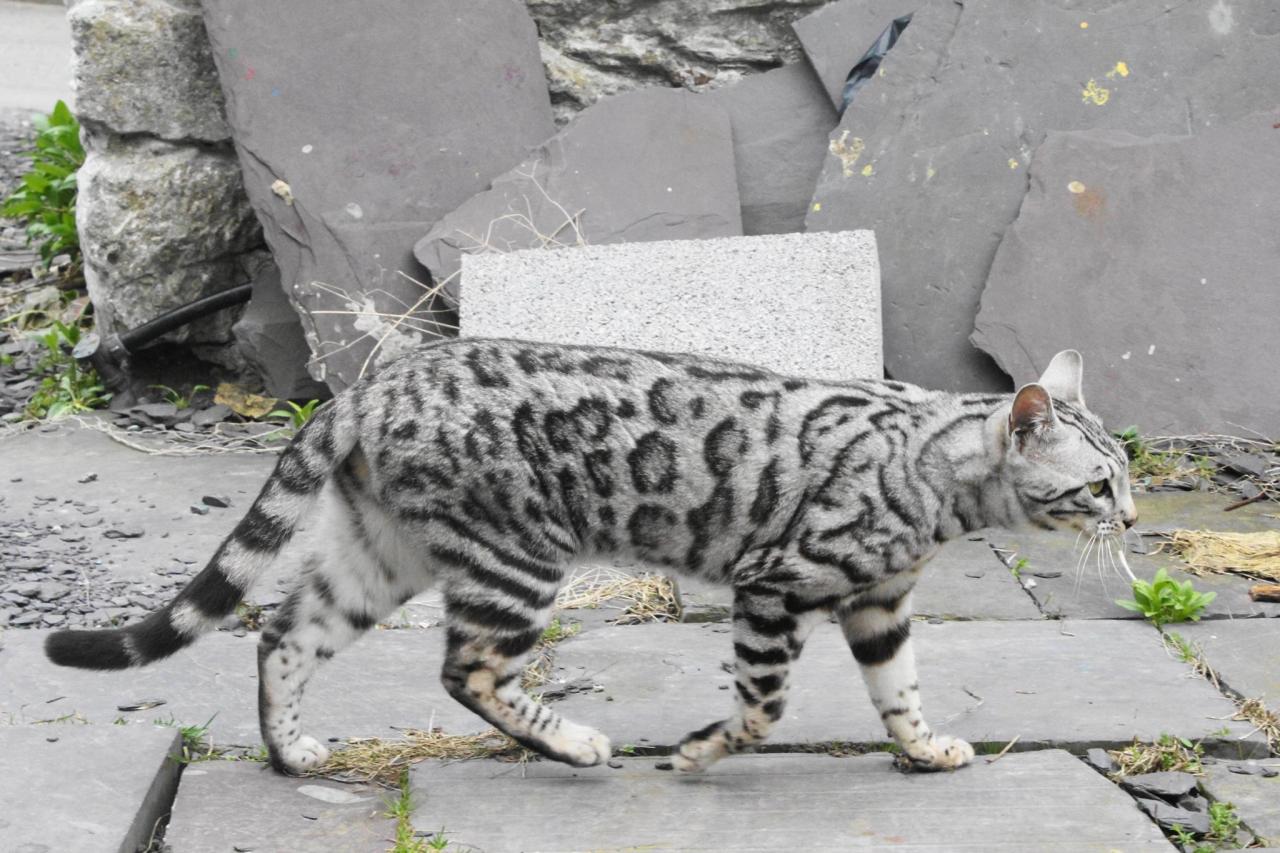 black spotted tabby cat black spotted tabby cat