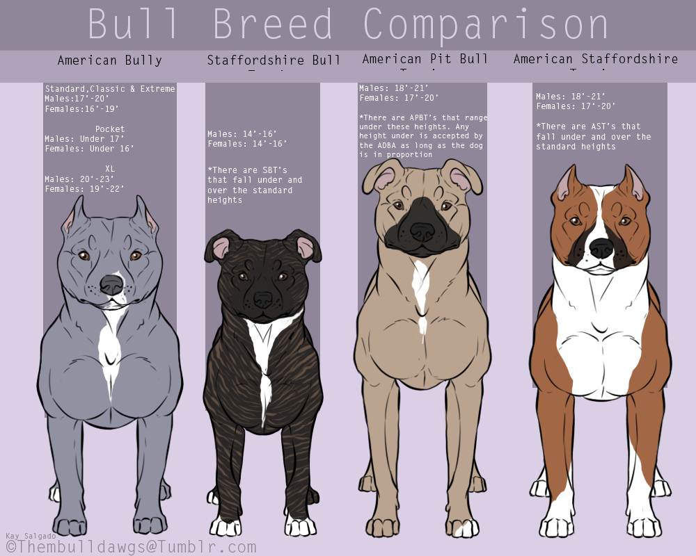 Staffy Weight Chart - Cool Tri Color Breeding Chart Bully Breeds Dogs Bully...