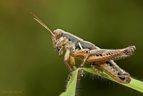 wapiti3:macro photography by Shu-Shin Chin 