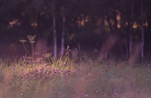 tofreezetime:Is there anything more magical than a quiet summer...