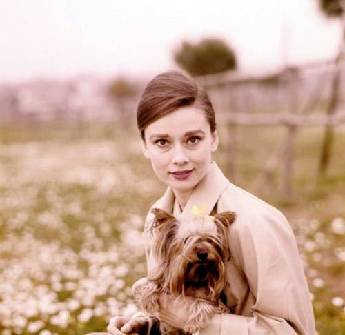 rareaudreyhepburn:Audrey Hepburn photographed by Pierluigi...