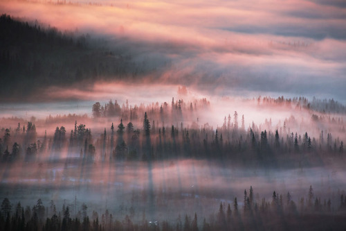 melodyandviolence:Tranquil forest  Iso-Syöte, Finland...