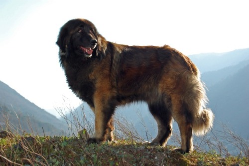 Estrela Mountain Dog Tumblr