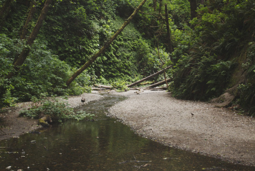 lemographie:Fern Canyon | Laura Marshall