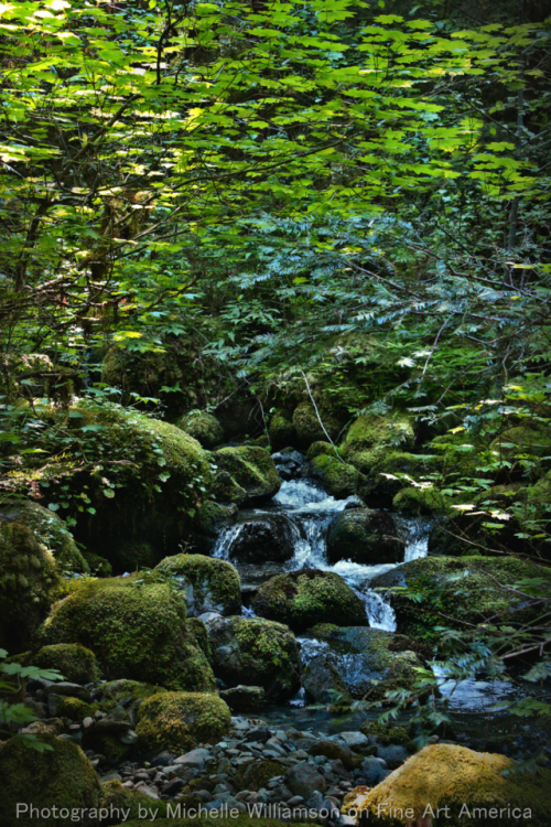 bright-witch:Opal Forest| Personal Print Shop and Photography...