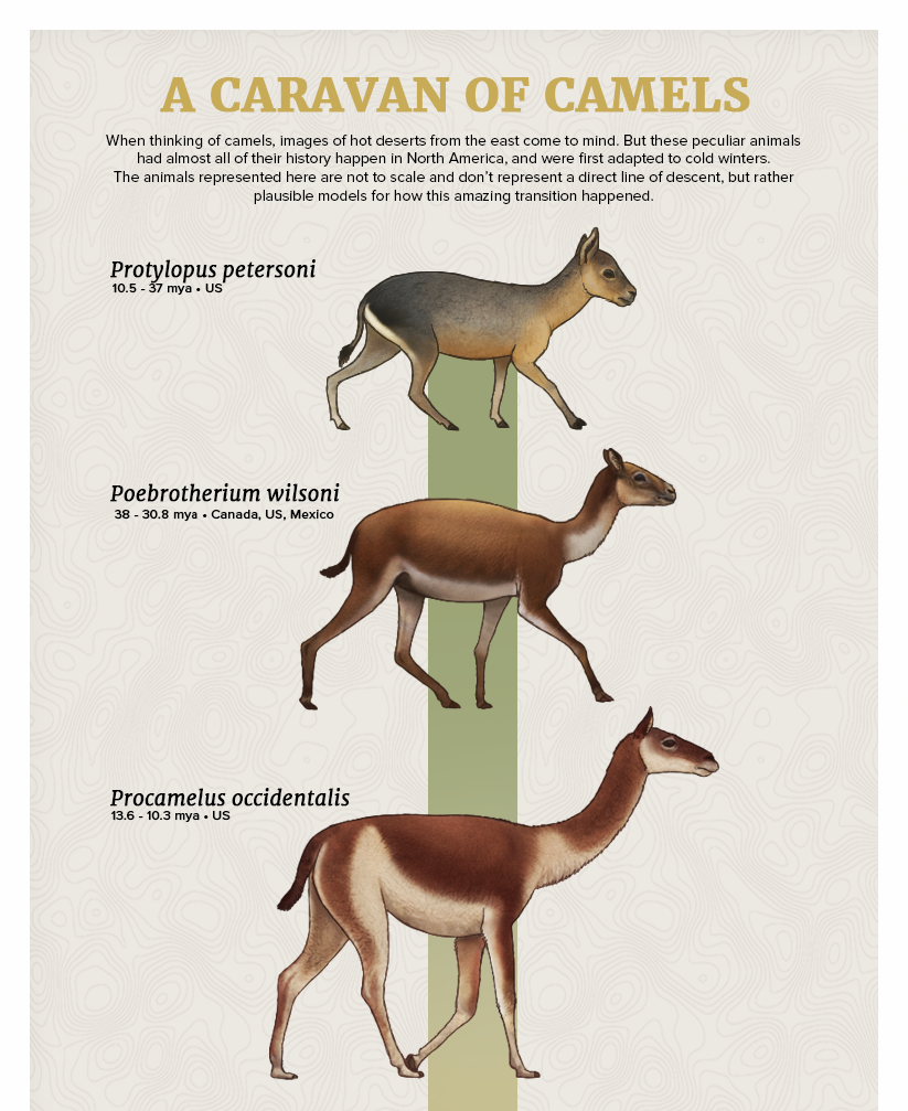 The Casual Paleoartist • Evolution Series: A Caravan of Camels When...