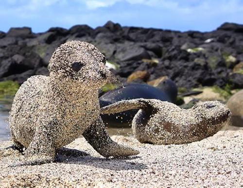 laurajmoss:Fresh out of the water, newborn sea lion pups roll...